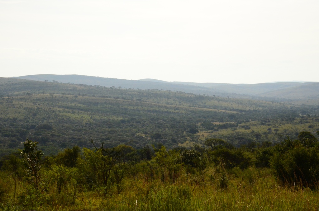2015-05 South Africa/iMfolozi/DSC_0085.JPG